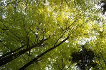 Green tree