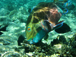 Obraz premium Rotmeer-Buckelkopf, Papageifisch (Steepheaded Parrotfish)