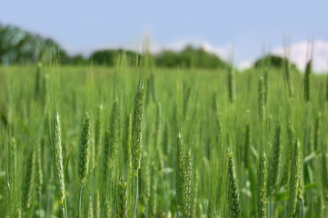 field of green wheat over blues sky