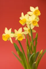 Papier Peint photo Lavable Narcisse daffodil