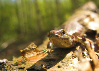 Lizard
