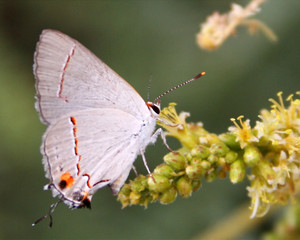 A Gray Hairstreak Butterfly Feeding On Mesquite
