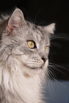 Main Coon Rassekatze