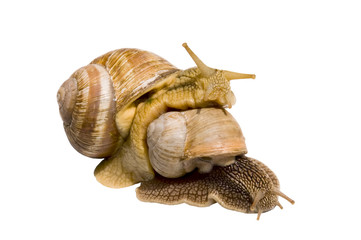 Snails