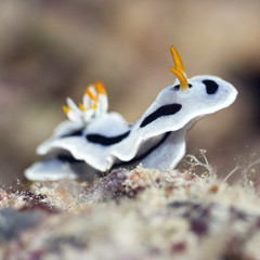 Nudibranch