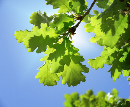background of green oak leaves