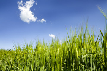 Obraz premium corn in summersun