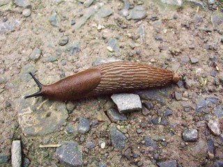 Slug