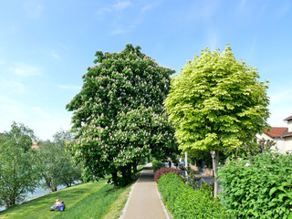 Chemin pietonnier au bord de la Marne.