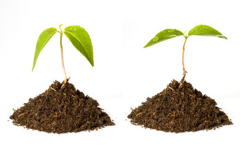 développement durable grandir eau arride sécheresse écologie pla