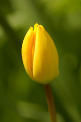 Yellow tulip