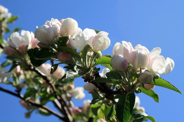 Flower apple-tree