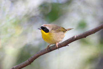 Common Yellowthroat (Geothlypis trichas) in early spring