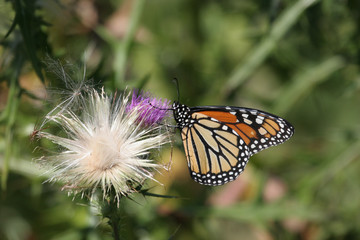 Monarch Butterfly (danaus plexippus)
