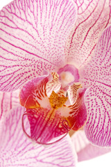 Fototapeta na wymiar pink orchid flower against white background