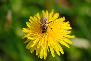 abeille butinant sur fleur de pissenlit
