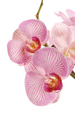 pink orchid flowers against white background