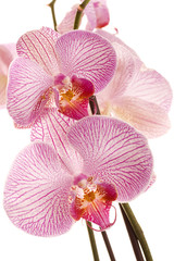 pink orchid flowers against white background