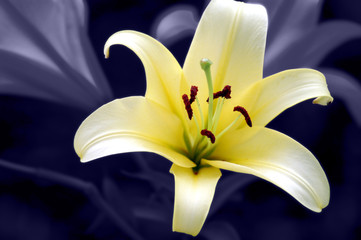 Lilie © Thaut Images