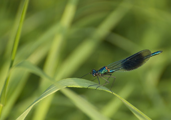 Dragonfly on a reed