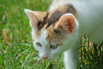 Curiosity killed the cat