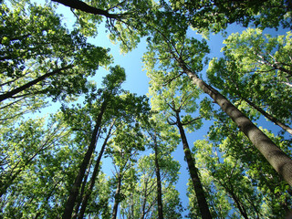 tall forest