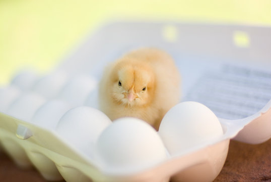 Pollo en el Cart&oacute;n de Huevos