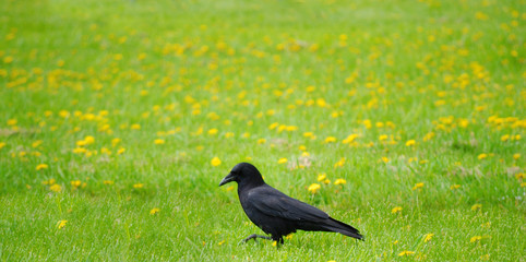 Walking Crow
