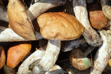mushroom of shaggy boletus