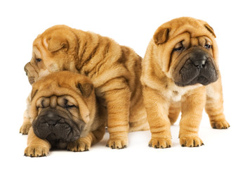 Group of three beautiful sharpei puppies