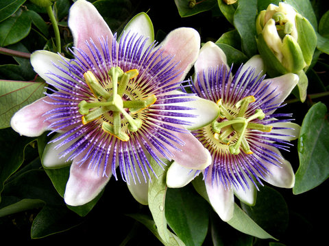Passiflora caerulea