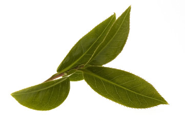 fresh tea leaves