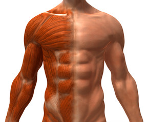 Obraz premium Anatomie et systeme musculaire