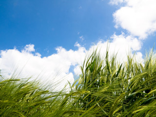 Green wheat field