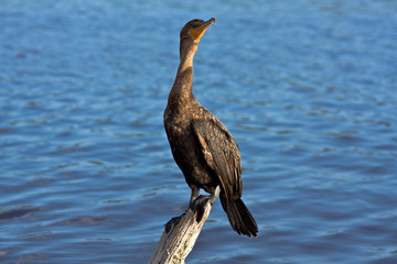 Cormoran
