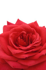 rose on white background