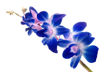 Fototapeta na wymiar blue orchid