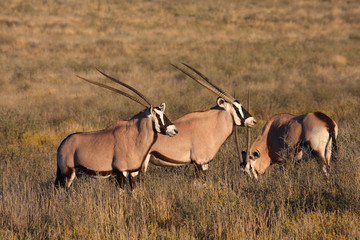 Gemsbok grazing