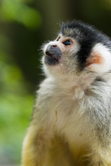 cute squirrel monkey