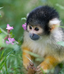 cute squirrel monkey