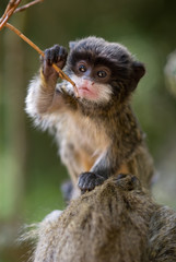 cute baby emperor tamarin