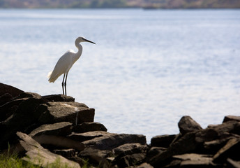 Ibis au bord du lac Nasser