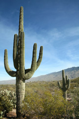 Giant Saguaro Cactus, Saguaro National Park, Arizona