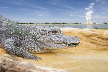 crocodile
