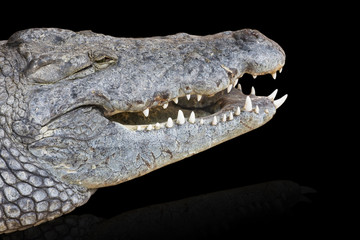 Obraz premium crocodile