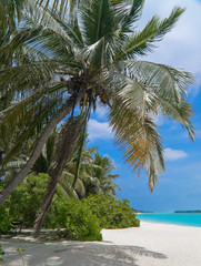 Fototapeta na wymiar Samotny tropikalnej plaży