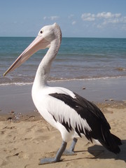 Pelican