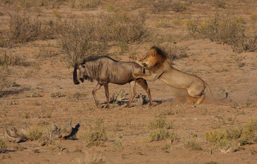 Lion hunt in motion