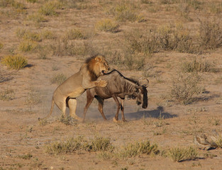 Lion hunt