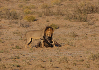 Lion drag